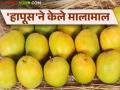 Mango Export : यंदा आंब्याची निर्यात २५ हजार टनांवर हापूसला सर्वाधिक मागणी - Marathi News | Mango Export: Hapus has the highest demand for mango export this year at 25 thousand tons | Latest agriculture News at Lokmat.com