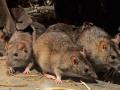 उंदरांमुळे पसरतोय स्क्रब टायफस : पशुवैद्यकीय तज्ज्ञाचे मत - Marathi News | Scrub Typhus spread by rats: The Veterinary Expert oppinion | Latest nagpur News at Lokmat.com