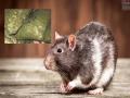 Kerala Rat New :उंदरांना नेमकं झालंय तरी काय..? नेकलेस चोरीनंतर आता गांजा गडप केला - Marathi News | Kerala Rat New : What really happened to the rats..? After stealing the necklace, now rats is eaten ganja | Latest national News at Lokmat.com