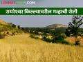 नुसत्या दवाच्या ओलाव्यावर होतेय गव्हाची नैसर्गिक शेती - Marathi News | Natural farming of wheat is done only on dew moisture | Latest agriculture News at Lokmat.com