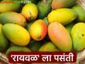 Raywal Amba Market 'रायवळ' आंब्याला मिळतोय 'हापूस'चा दर - Marathi News | 'Raywal' mangoes are getting 'Hapus' rate | Latest agriculture News at Lokmat.com