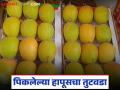 अक्षय्य तृतीयेला देवगड हापूसऐवजी कर्नाटक हापूसची खरेदी; वाचा कोणत्या आंब्याला काय मिळाला दर? - Marathi News | Purchase of Karnataka Hapus instead of Devgad Hapus on Akshaya Tritiya; What price did which mango get? | Latest agriculture News at Lokmat.com