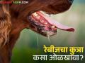 रेबीज झालेला कुत्रा कसा ओळखावा? कशी असतात लक्षणे? जाणून घ्या सविस्तर - Marathi News | How to identify a dog with rabies? What are the symptoms? Learn in detail | Latest agriculture News at Lokmat.com