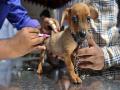 गोवा रेबीजमुक्त होणार, सरकार 1 कोटी 64 लाख रुपये खर्च करणार - Marathi News | Goa will be free of Rabies, the government will spend Rs. 1.86 crore | Latest goa News at Lokmat.com