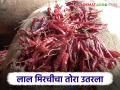 Red Chilli Market: लाल मिरचीचा ठसका उतरला; जाणून घ्या काय आहे कारण - Marathi News | Red Chilli Market: latest news Red chillies are trouble in the market; know the reason | Latest agriculture News at Lokmat.com