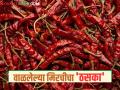Dry Red Chilli Market : भिवापूर बाजार समितीच्या मार्केट यार्डात वाळल्या मिरचीची 'रेकॉर्ड ब्रेक' आवक वाचा सविस्तर - Marathi News | Dry Red Chilli Market: 'Record-breaking' arrival of dried chillies at Bhiwapur Market Committee's market yard Read in detail | Latest agriculture News at Lokmat.com