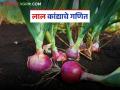 Kanda Lagwad : लाल कांदा लागवडीचे आर्थिक गणित आहे तरी काय? जाणून घ्या सविस्तर - Marathi News | latest news Kanda Lagwad: What is the economic calculation of red onion cultivation? Find out in detail | Latest agriculture News at Lokmat.com