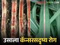 Sugarcane Disease उत्तर प्रदेशात ऊस उत्पादकांमध्ये या रोगाची दहशत - Marathi News | Panic of this disease among sugarcane growers in Uttar Pradesh | Latest agriculture News at Lokmat.com