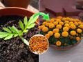 निर्माल्यातील झेंडूची फुलं फेकू नका, त्यातूनच उगवतील नवी झेंडूची रोपं-‘असं’ करा झटपट बागकाम... - Marathi News | regrow marigold from old flowers Tips & Tricks Zero Budget Home Gardening Grow Marigold Using Waste Marigold Flowers grow marigold at home using waste flowers recycle marigold flowers to grow plants regrow marigold from old flowers | Latest sakhi News at Lokmat.com