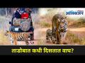 ताडोबात कधी दिसतात वाघ? When to visit Tadoba National Park? Maharashtra's Oldest park | Lokmat Oxygen - Marathi News | When do you see tigers in Tadoba? When to visit Tadoba National Park? Maharashtra's Oldest park | Lokmat Oxygen | Latest oxygen Videos at Lokmat.com