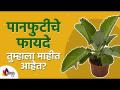 पानफुटी वनस्पतीचे फायदे आणि उपयोग काय आहेत? Benefits & Use of Panfuti Plant | Lokmat Sakhi - Marathi News | What are the benefits and uses of Panfuti plant? Benefits & Use of Panfuti Plant | Lokmat Sakhi | Latest oxygen Videos at Lokmat.com
