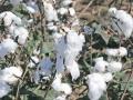 हवामानाला अनुकूल कापसावर संशोधन! - Marathi News | Research on climate-friendly cotton! | Latest akola News at Lokmat.com
