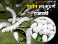 Reshim Market : 'रेशीम'ला आले सोन्याचे दिवस; क्विंटलमागे 'इतक्या' हजारांचा भाव! - Marathi News | Reshim Market : 'Reshim' has golden days; Price of 'so many' thousands per quintal | Latest agriculture News at Lokmat.com