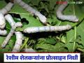 टसर रेशीम खरेदीसाठी 94 लाखांचा निधी मंजूर; पहा जिल्हानिहाय किती निधी मिळणार  - Marathi News | Latest news Sericulture Farming Fund of Rs 94 lakhs approved for purchase of tussar silk | Latest agriculture News at Lokmat.com