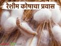 एक रेशीम अळी ८०० ते १२०० मीटर लांबीचा धागा असणारा कोष कसा तयार करते? वाचा सविस्तर - Marathi News | How does a silkworm create a cocoon with a thread that is 800 to 1200 meters long? Read in detail | Latest agriculture News at Lokmat.com