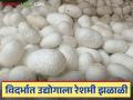 Sericulture Farming: राज्यात ४.४ हजार मेट्रिक टन रेशीम कोष उत्पादन; जाणून घ्या काय आहे कारण - Marathi News | Sericulture Farming: latest news 4.4 thousand metric tonnes silk fund production in the state; Find out what is the reason | Latest agriculture News at Lokmat.com