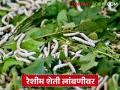 Sericulture Farming : झाडावरच्या रेशीम शेतीला पावसाचा फटका, उत्पादन घटण्याची शक्यता - Marathi News | Latest News Reshim Sheti Rains hit tree-based sericulture, production likely to decline | Latest agriculture News at Lokmat.com