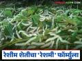 Reshim Sheti : तुतीपासून सोनं पिकतंय; रेशीम शेतीचा 'रेशमी' फॉर्म्युला वाचा सविस्तर - Marathi News | latest news Reshim Sheti: Gold is growing from mulberry; Read the 'Reshmi' formula of sericulture in detail | Latest agriculture News at Lokmat.com