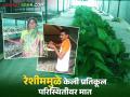 sericulture success story : मराठवाड्यातील उच्चशिक्षित तरूणांनी धरली रेशीम शेतीची कास ; सव्वा एकरावरील शेतीने दिले लाखोंचे उत्पन्न - Marathi News | sericulture success story: Highly educated youth of Marathwada took up sericulture; Farming on a quarter of an acre gave an income of lakhs | Latest agriculture News at Lokmat.com