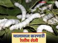 Reshim Sheti : एका एकरात दीड लाखाचे उत्पन्न देणारी रेशीम शेती वाचा सविस्तर - Marathi News | Reshim Sheti: Read in detail about sericulture that yields Rs. 1.5 lakh per acre | Latest agriculture News at Lokmat.com