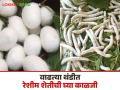 Sericulture Farming : वाढत्या थंडीत रेशीम शेतीची अशी घ्या काळजी वाचा सविस्तर - Marathi News | Sericulture Farming: Take care of sericulture farm in this increasing cold season. Read in detail | Latest agriculture News at Lokmat.com