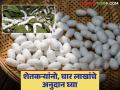 Sericulture Farming : रेशीम उत्पादनास प्रोत्साहन देण्यासाठी शेतकऱ्यांना मिळणार अनुदान - Marathi News | Sericulture Farming: Farmers will get subsidies to promote silk production | Latest agriculture News at Lokmat.com