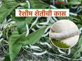 Sericulture Farming: कृषी उद्योगात क्रांती: तुती लागवडीच्या माध्यमातून शेतकऱ्यांना समृद्धी! वाचा सविस्तर - Marathi News | latest news Sericulture Farming: Revolution in the agricultural industry: Prosperity for farmers through mulberry cultivation! Read in detail | Latest agriculture News at Lokmat.com