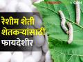 Sericulture Farming : रेशीम शेतीकडे शेतकऱ्यांचा कल वाढण्याची 'ही' पाच कारणे? वाचा सविस्तर  - Marathi News | Latest News Five reasons for increasing trend of farmers towards sericulture farming | Latest agriculture News at Lokmat.com