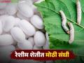 रेशीम उद्योगासाठी मिळतंय आता ४ लाखांपर्यंत अनुदान; काय आहेत योजना? जाणून घ्या सविस्तर - Marathi News | Now getting subsidy of up to Rs 4 lakh for sericulture; What are the schemes? Know in detail | Latest agriculture News at Lokmat.com