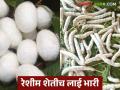 Reshim sheti : कमी खार्चात अधिक उत्पादन देणारी रेशीम शेतीच भारी - Marathi News | Reshim sheti: Silk farming is a great way to produce more at less cost | Latest agriculture News at Lokmat.com