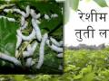 रेशीम उत्पादकांना वाऱ्यावर सोडणार नाही - Marathi News | Silk growers will not leave the wind | Latest jalana News at Lokmat.com