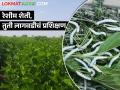 रेशीम शेती, तुती लागवडीचं प्रशिक्षण घ्यायचंय, इथं अर्ज करा  - Marathi News | Latest news Agriculture Department's appeal for sericulture, mulberry cultivation training | Latest agriculture News at Lokmat.com