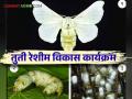 Reshima farming : "तुती" लागवडीची आधुनिक पध्दत  - Marathi News | Reshima farming : Modern method of "mulberry" cultivation  | Latest agriculture News at Lokmat.com