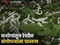 Reshim Farming Scheme : मनरेगा योजनेतून तुती शेती व रेशीम संगोपनास चालना वाचा सविस्तर - Marathi News | latest news Reshim Farming Scheme: Mulberry farming and sericulture promoted through MGNREGA scheme Read in detail | Latest agriculture News at Lokmat.com