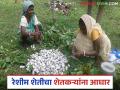 Sericulture Farming: रेशीम शेतीला धाराशिव जिल्ह्यात नवे बळ वाचा सविस्तर - Marathi News | latest news Sericulture Farming: New strength for sericulture in Dharashiv district Read in detail | Latest agriculture News at Lokmat.com