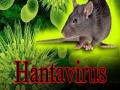 Hantavirus : काय आहे हंता व्हायरस आणि कसा पसरतो, जाणून घ्या लक्षणे! - Marathi News | What is Hantavirus and how does it spread? Know the symptoms api | Latest health Photos at Lokmat.com
