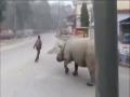 Video : 'तो' मस्त आरामात रस्त्यावर फिरत होता, समोरून आला गेंडा अन्..... - Marathi News | This rhino went for inspection in Lockdown in Nepal, video goes viral api | Latest social-viral News at Lokmat.com