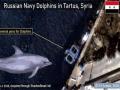 बाबो! रशियाने तयार केली घातक डॉल्फिन माशांची सेना, सीरियामध्ये घालत आहेत धुमाकूळ.... - Marathi News | Russia sent trained killer dolphin fish army in syria for war | Latest jarahatke Photos at Lokmat.com