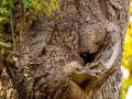 Viral Pics! Mother owl blends into tree bark as she guards her nest - Hindi News | Viral Pics! Mother owl blends into tree bark as she guards her nest | Latest social-viral Photos at Lokmattimes.com