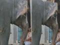 Viral Video: मंदिरातील व्यक्तीसोबत चक्क बोलताना दिसली हत्तीण, बघून तुमचाही बसणार नाही विश्वास..... - Marathi News | Viral video of an elephant conversing with Srirangam temple pujari on social media | Latest jarahatke News at Lokmat.com