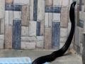 IN PICS! Black Cobra snake found on toilet seat in Pushkar - Hindi News | IN PICS! Black Cobra snake found on toilet seat in Pushkar | Latest social-viral Photos at Lokmattimes.com