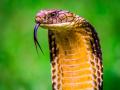 सापांची जीभ दोन भागात कापलेली का असते? माहीत नसेल तुम्हाला याचं कारण... - Marathi News | Why snakes have two tongue, know interesting reason | Latest jarahatke Photos at Lokmat.com