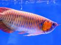 कोट्यावधी रूपयात विकला जातो हा मासा, कारण वाचून व्हाल थक्क.... - Marathi News | Only one Arowana fish is sold for so many crores know more facts about this | Latest jarahatke News at Lokmat.com