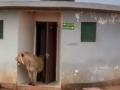 सार्वजनिक टॉयलेटमध्ये दबा धरुन बसलेला सिंह, बाहेर पडताच... - Marathi News | lion coming out of public toilet shocking video goes viral | Latest social-viral News at Lokmat.com
