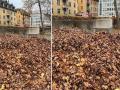Optical Illusion: सुकलेल्या पानांमध्ये लपला आहे एक डॉगी, पण शोधणं आहे कठिण! - Marathi News | Optical illusion : Can you find the dog is hidden among dry leaves in 15 seconds | Latest social-viral News at Lokmat.com