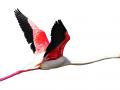 स्थलांतरित पक्षी यंदा येतील का? - Marathi News | Will migratory birds come this year? | Latest manthan News at Lokmat.com