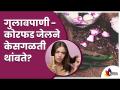 गुलाबपाणी -कोरफड जेल केसगळती थांबते?Want to prevent hair fall? Here's a simple solution - Marathi News | Rose water - Aloe vera gel stops hair loss? Want to prevent hair fall? Here's a simple solution | Latest oxygen Videos at Lokmat.com