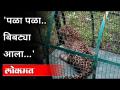 बिबट्या फासकीत अडकला अन् | Leopard Rescue in Rajapur | Ratnagiri | Maharashtra News - Marathi News | The leopard got stuck in the trap Leopard Rescue in Rajapur | Ratnagiri | Maharashtra News | Latest maharashtra Videos at Lokmat.com