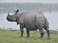 नेपाळच्या पंतप्रधानांनी चीनला दिले एकशिंगी गेंडे - Marathi News | Nepal's K P Sharma Oli Gifts A Pair Of One-Horned Rhinos To China | Latest international News at Lokmat.com
