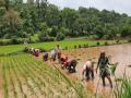 पुणे जिल्ह्यातील खेड, आंबेगाव व जुन्नर भागात भात लावणीला सुरुवात - Marathi News | Rice planting started in the western part of Khed, Ambegaon and Junnar pune district | Latest pune News at Lokmat.com
